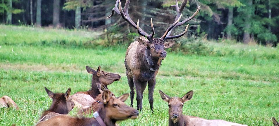 Elk herd in Benezette, PA
