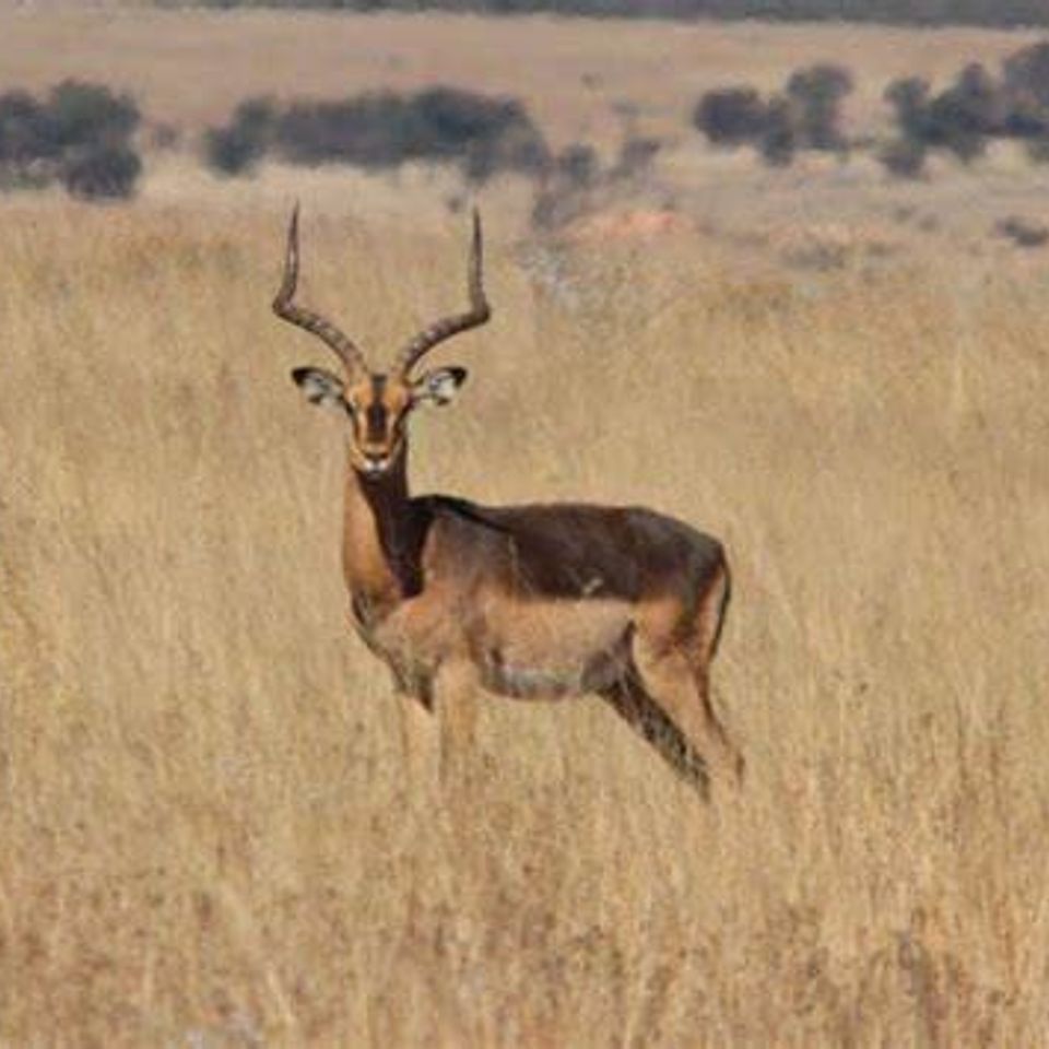 Impala saddleback 