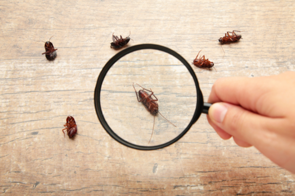 Pest copy
