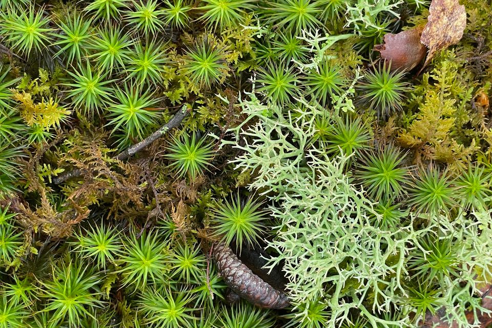 Moss closeup
