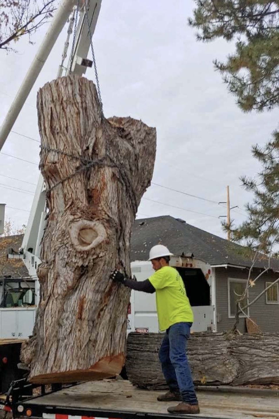 Fallen tree removal