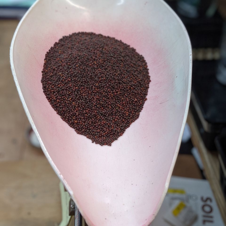Seed
