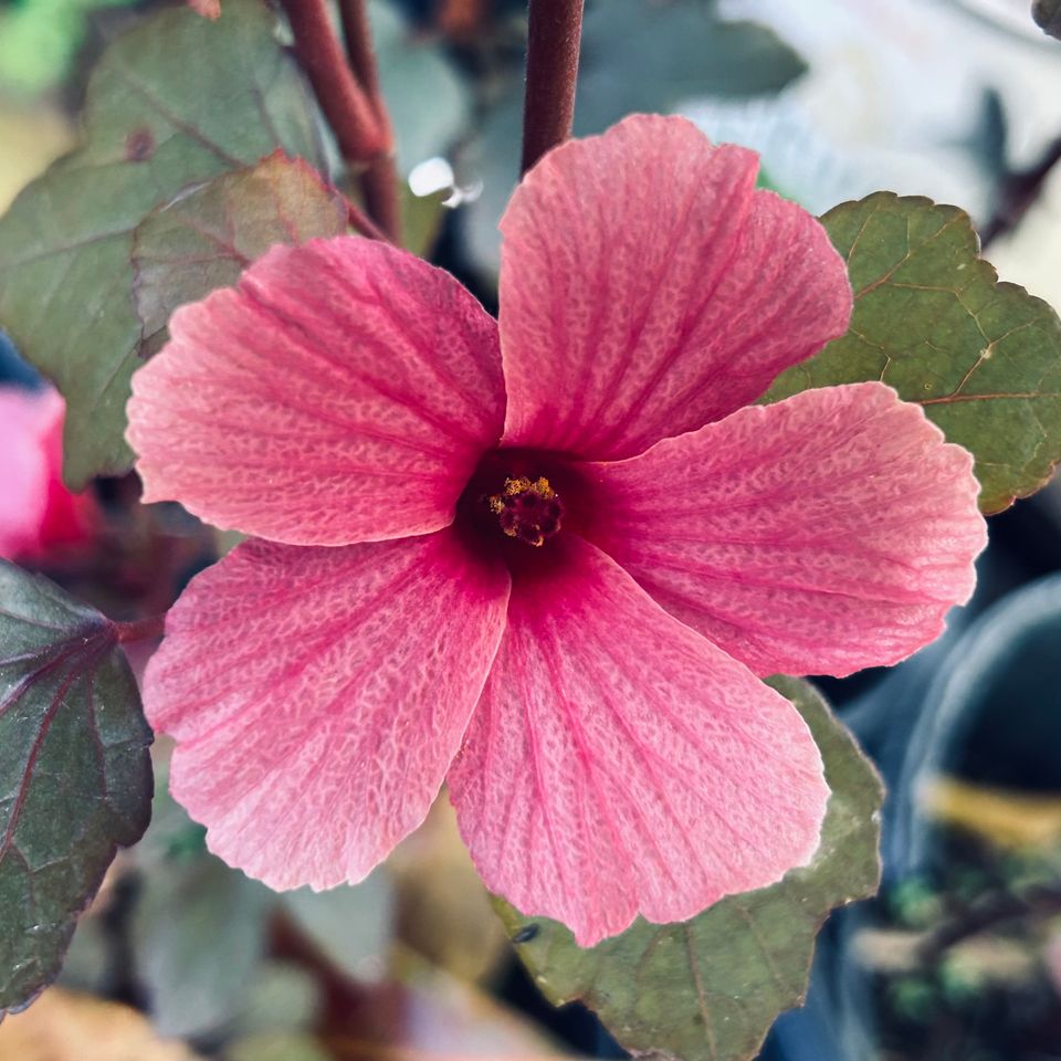 Cranberry hibiscus