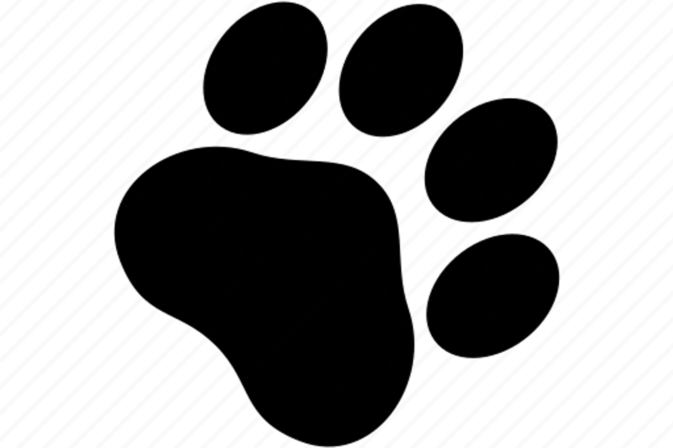 069   dog step 512 118840272320230518 191118 12i4p6y