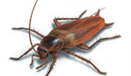 Cockroach3 banded brown