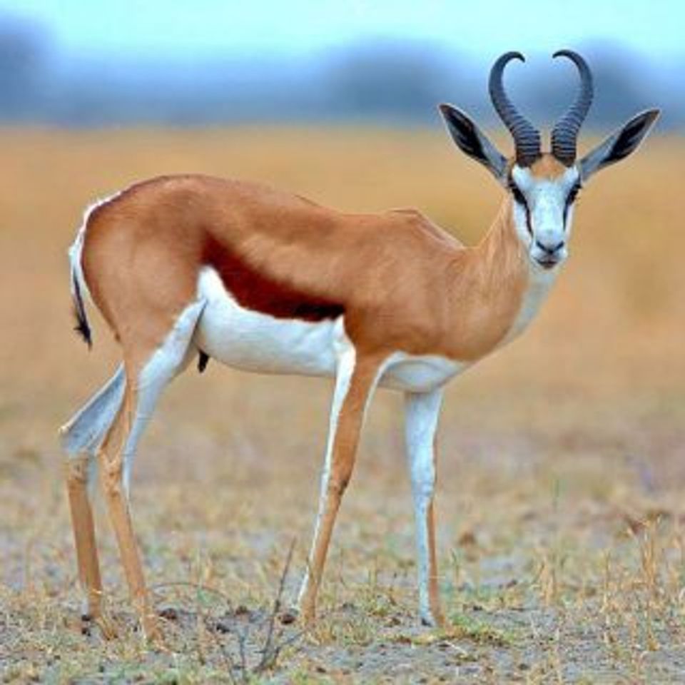 Springbok common