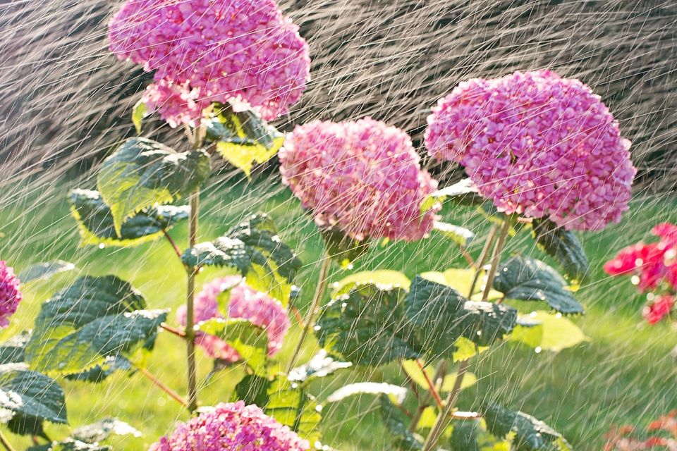Seasonal Irrigation
