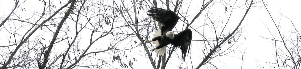Eagle