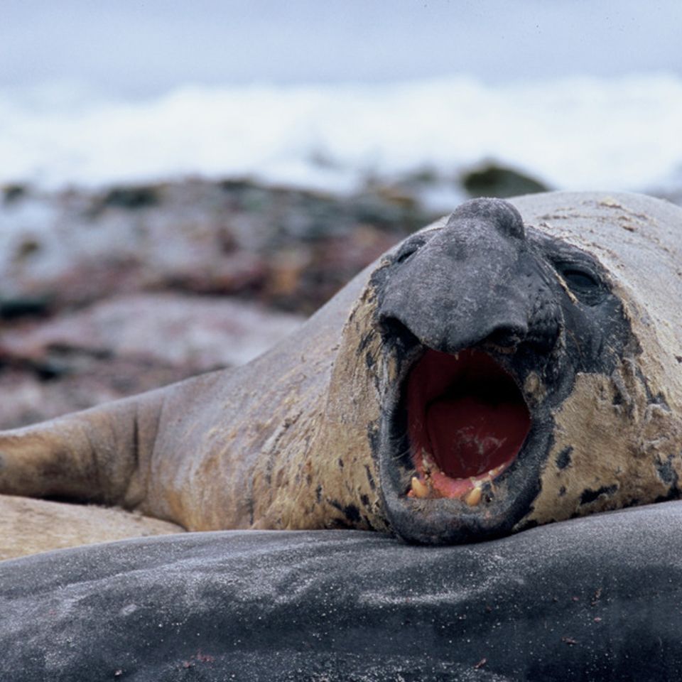 Chuckgraham southernelephantseal img00720121130 1864 1oswenk 0