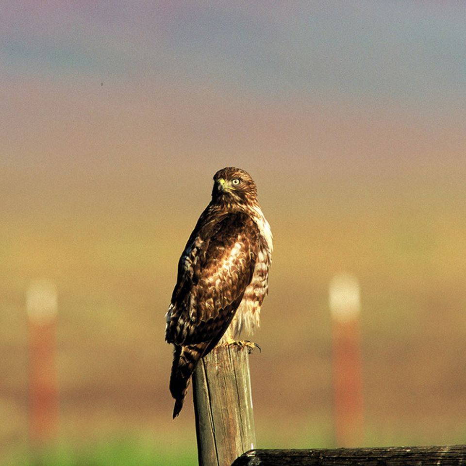 Chuckgraham redtailedhawk img01120121211 21833 8q2zn 0