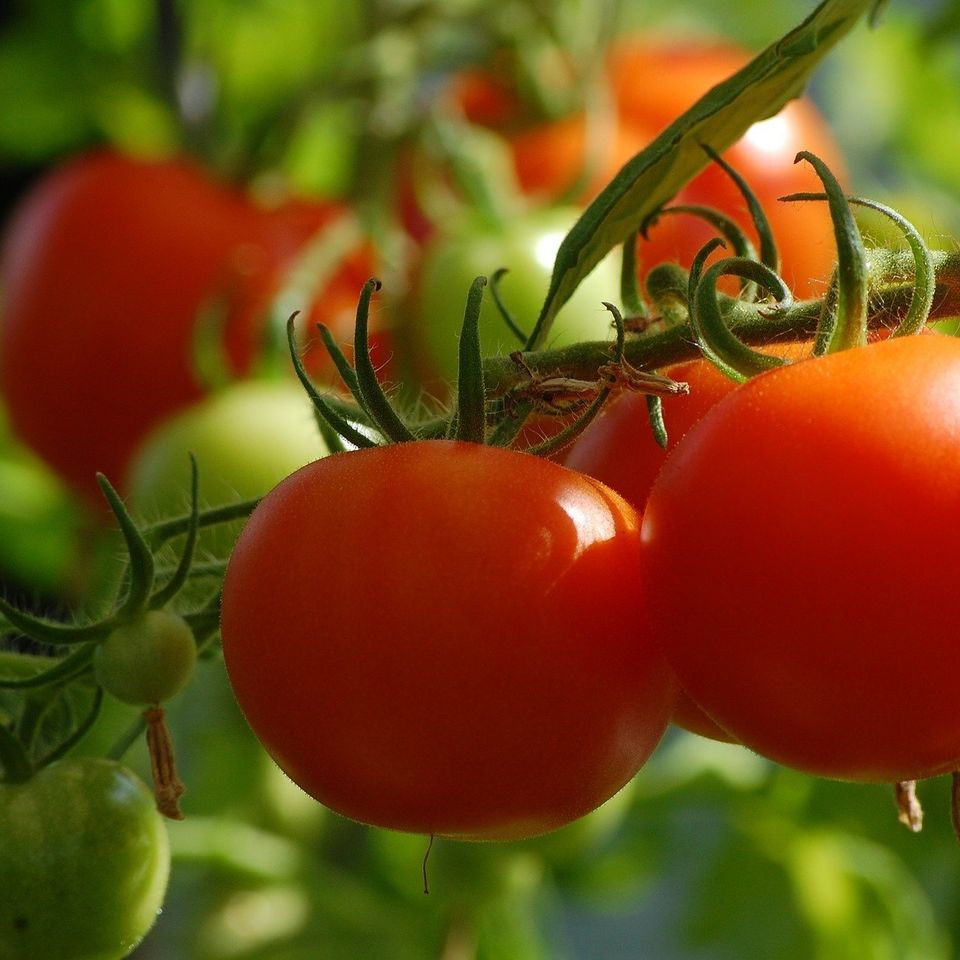 Tomato 54e6d1404d 1920
