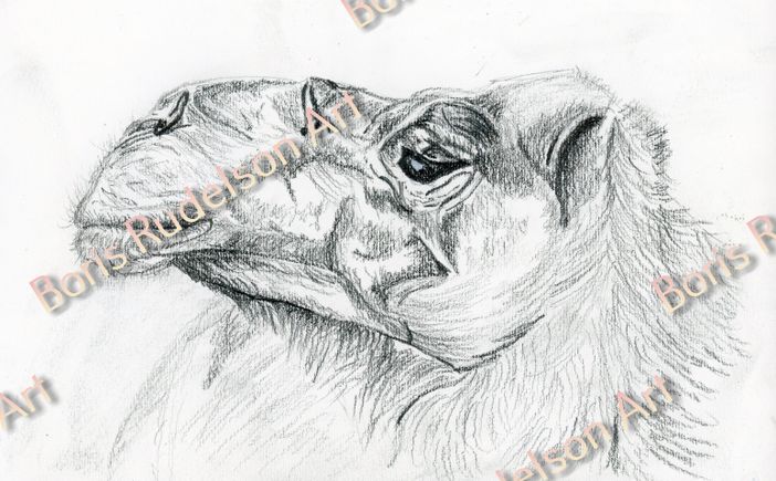 Camel