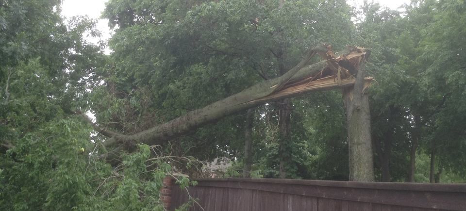 Coulter's tree service   tulsa   tree removal   fence before20170408 14587 1rbis3r
