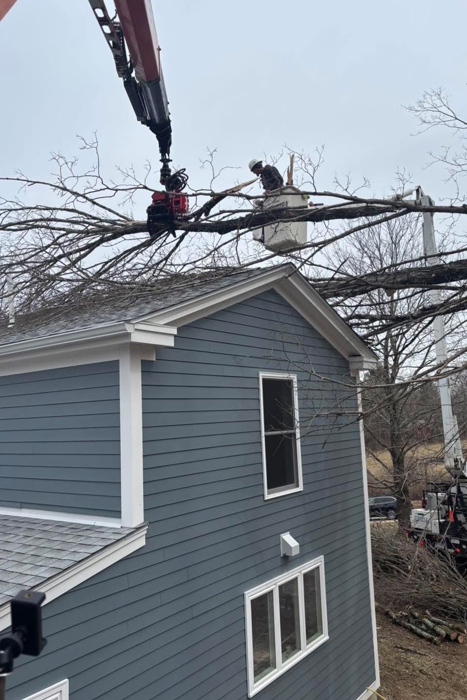Tree service2