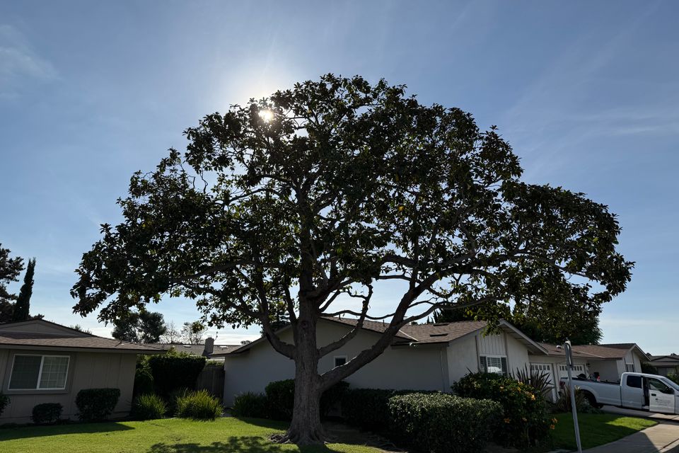 Treeco pruned tree 1