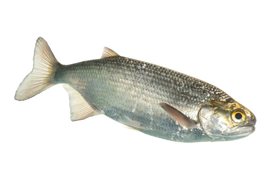 Goldeye sam stukel 2019 1