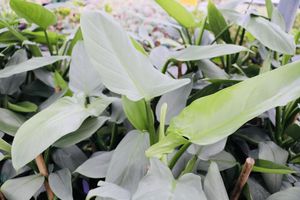 Silverswordphilodendron