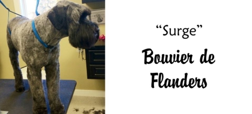 Faces   surge bouvier20150623 16889 11fa8eg