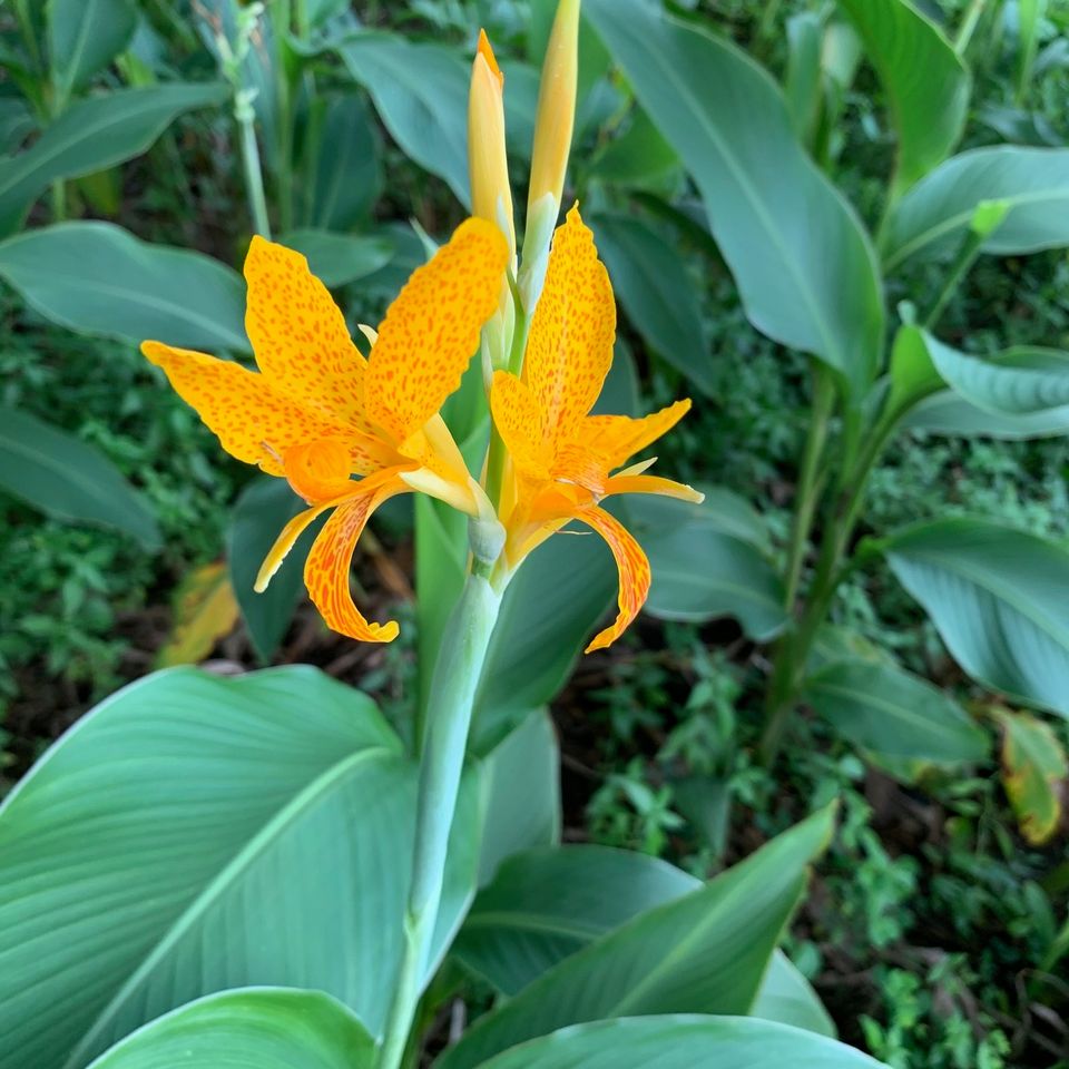 Cannna lilies