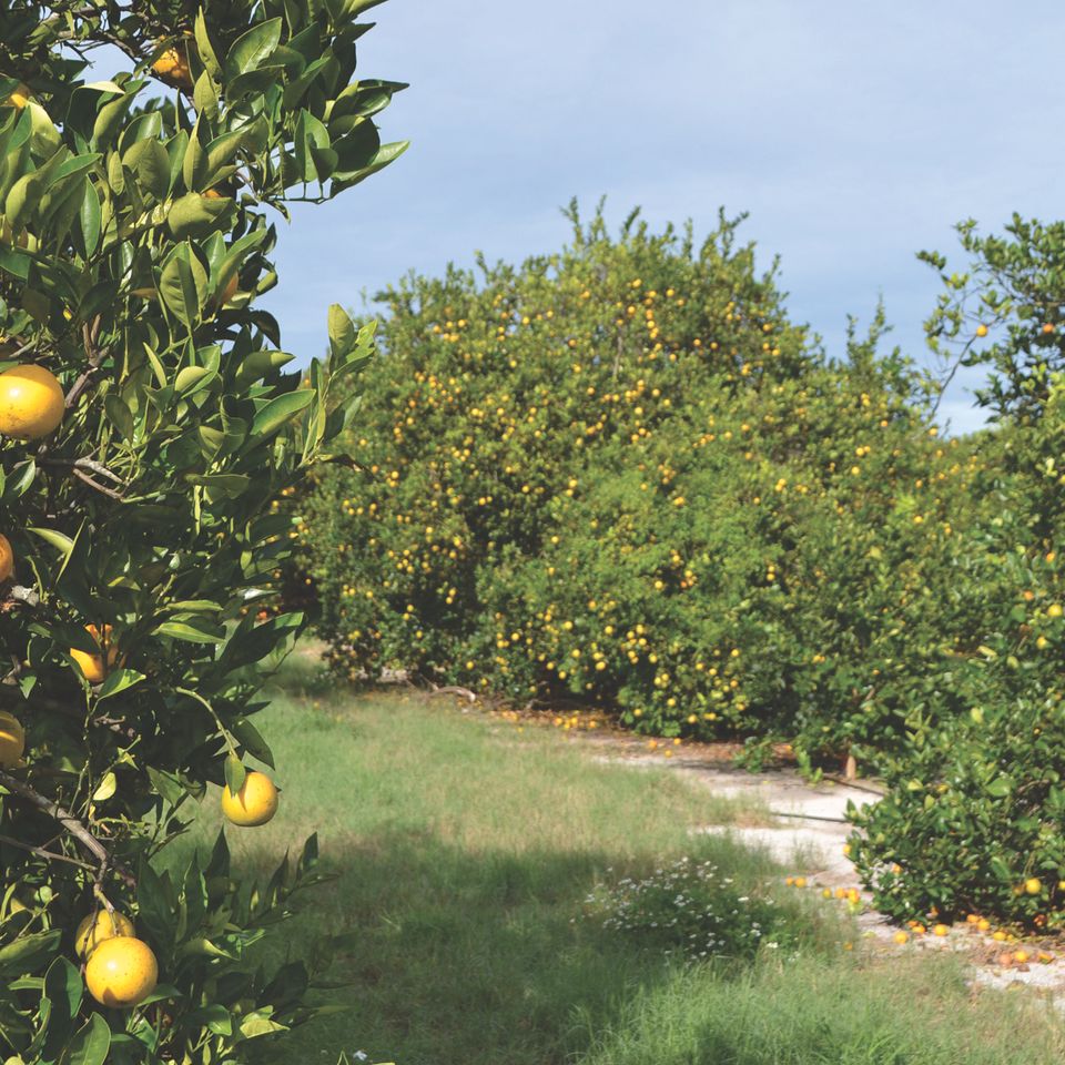 Orange grove in frostproof 4