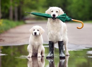 Rainingdogs20180316 27828 sz3g2e