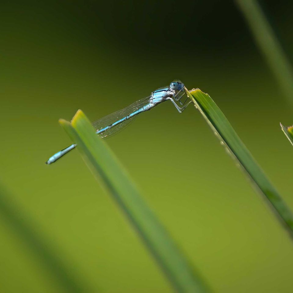 Light blue dragonfly