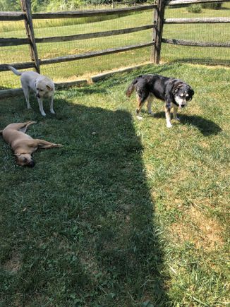 3 dogs   white  brown  black (2)
