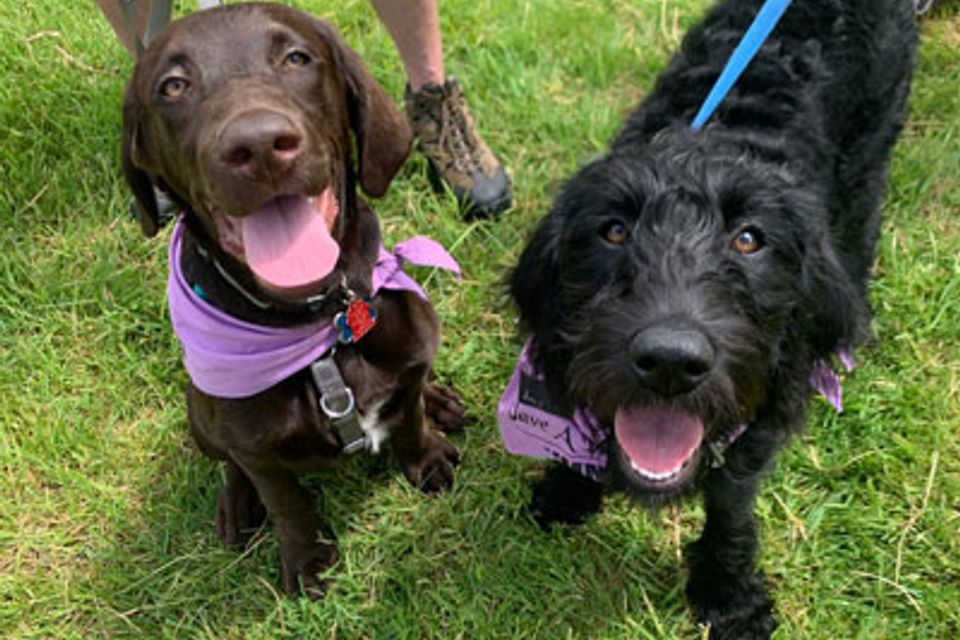 17 animal rescues