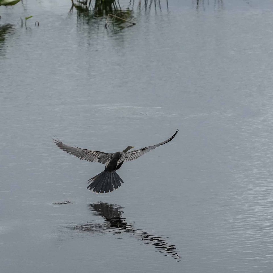 Bird takeoff   website