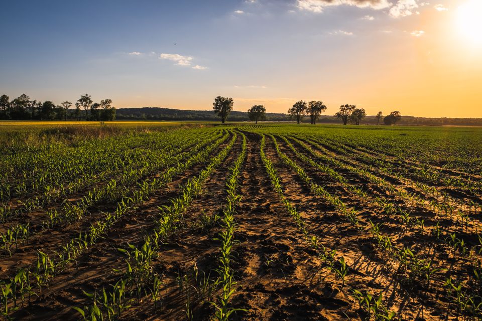 Closeup view of midwestern soy field in spring at sunset