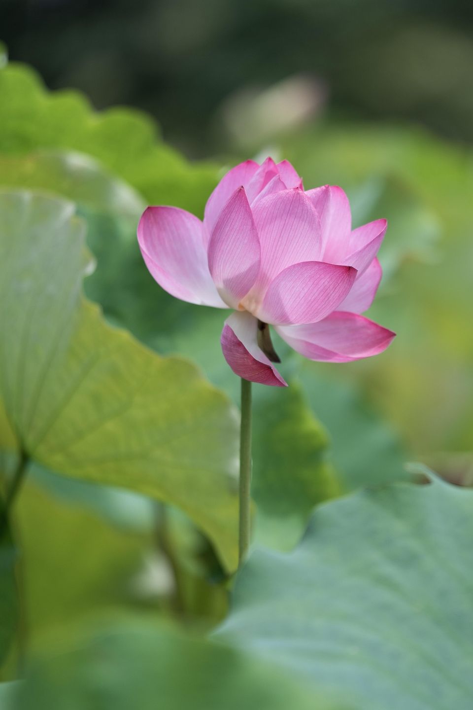 Lotus gfe891d843 1920