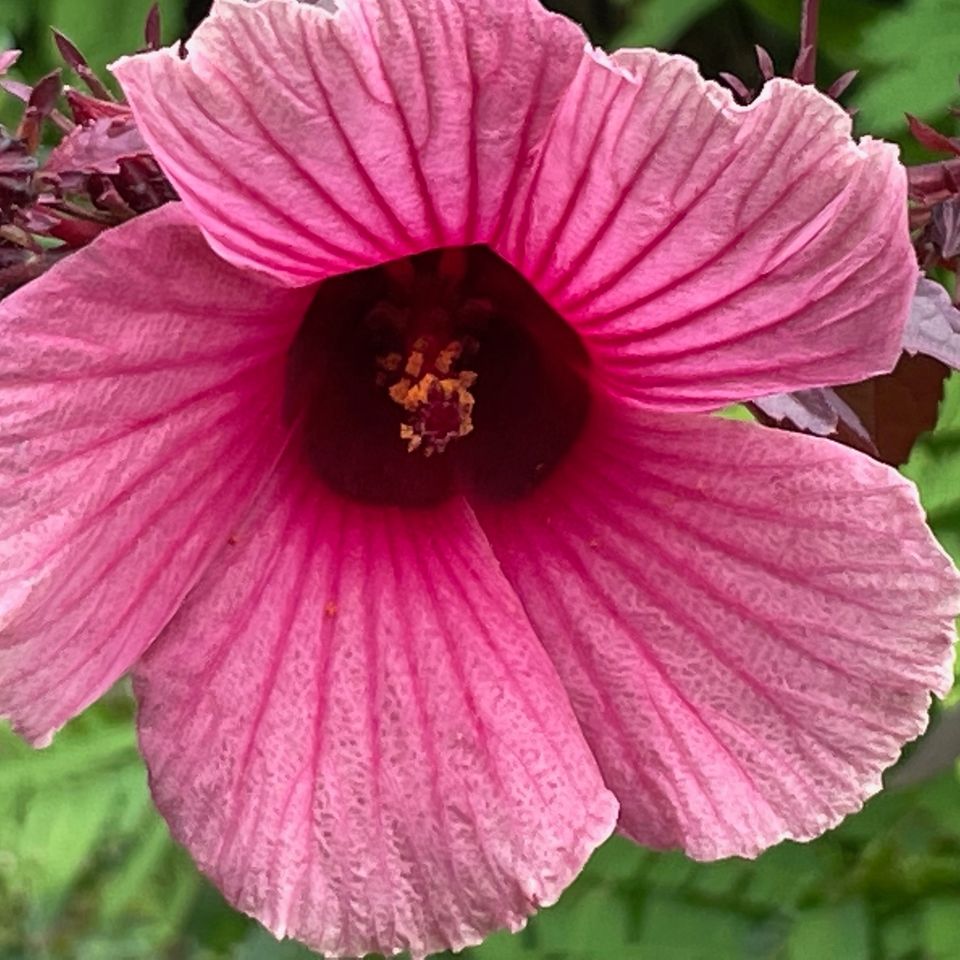 Tropical and native plants