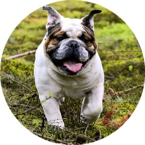 Domestic animal g5d11397d5 1920 960x960 circle