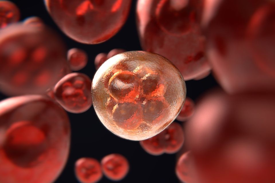 Mitosis ga81224ac4 1920