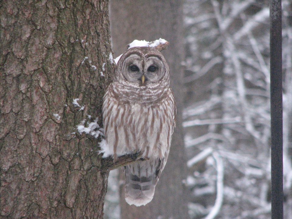 Svt barred owl photo by dick mcwalter