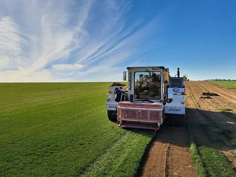 Harvesting sod