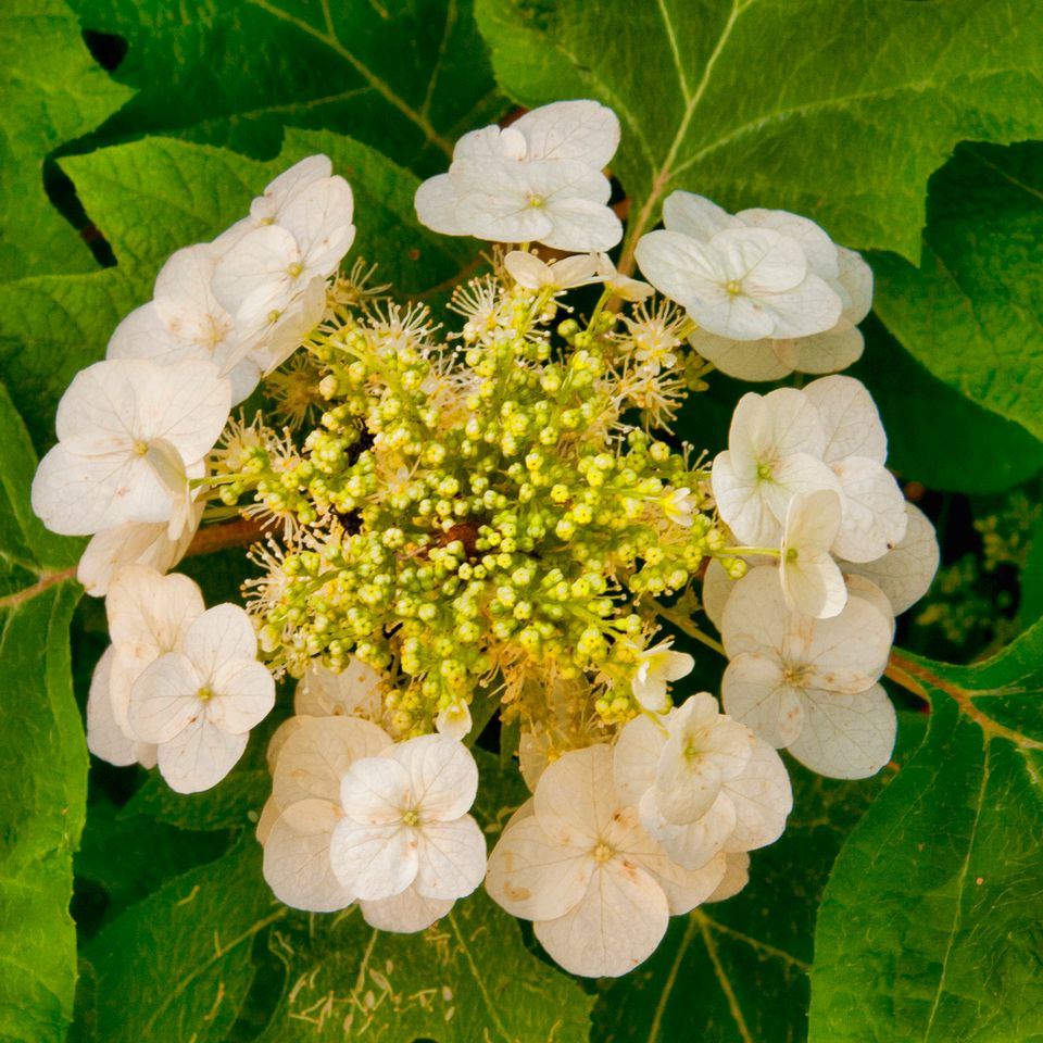 Rc white cluster 140