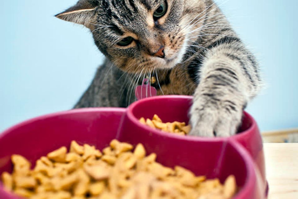 2025 09 16 why do cats take food out of their bowl   hero
