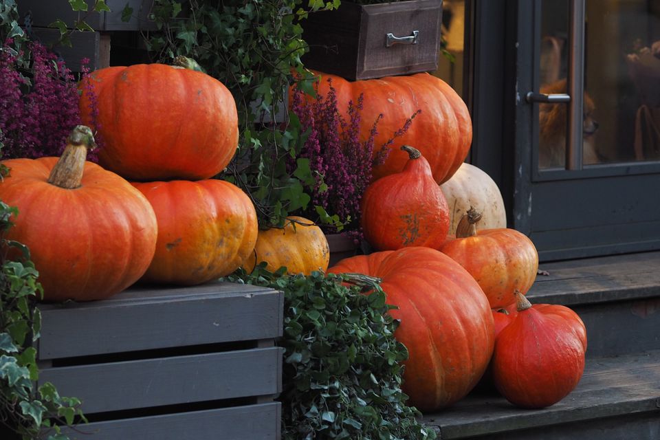 Halloween pumpkins 2025 01 16 11 46 43 utc