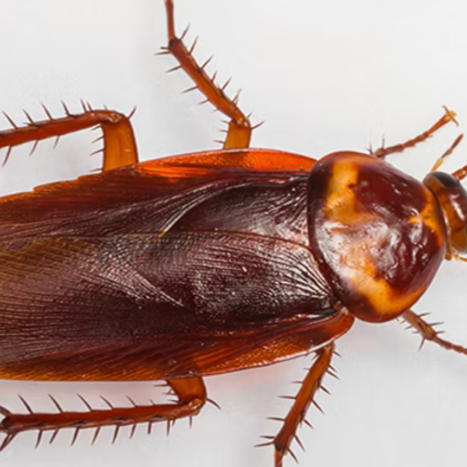 Pest6