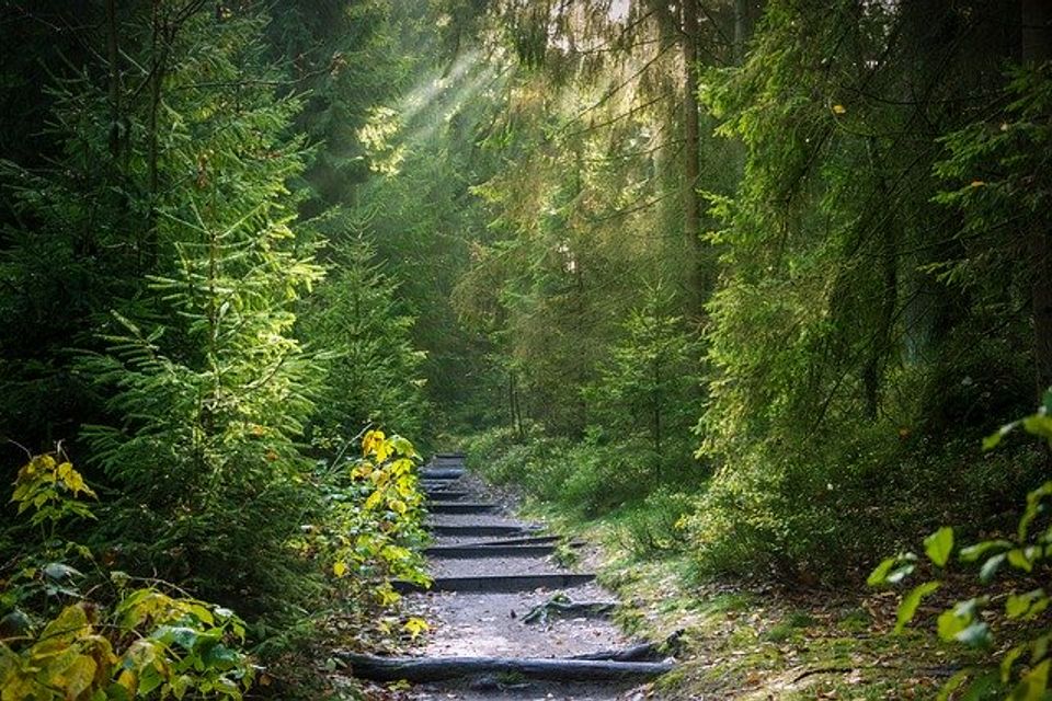 Forest 2942477 640