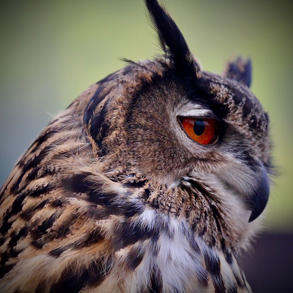 Corporate parties Mobile Petting Zoo owl