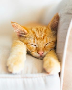 Cat sitting