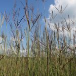 Big bluestem 800x800 1