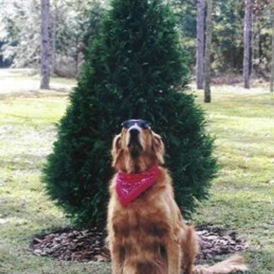 Bo k9 ceo