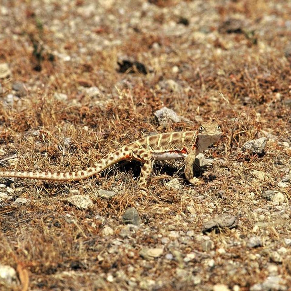 Chuckgraham bluntnosedleopardlizard img09120121203 1864 wlyxnh 0