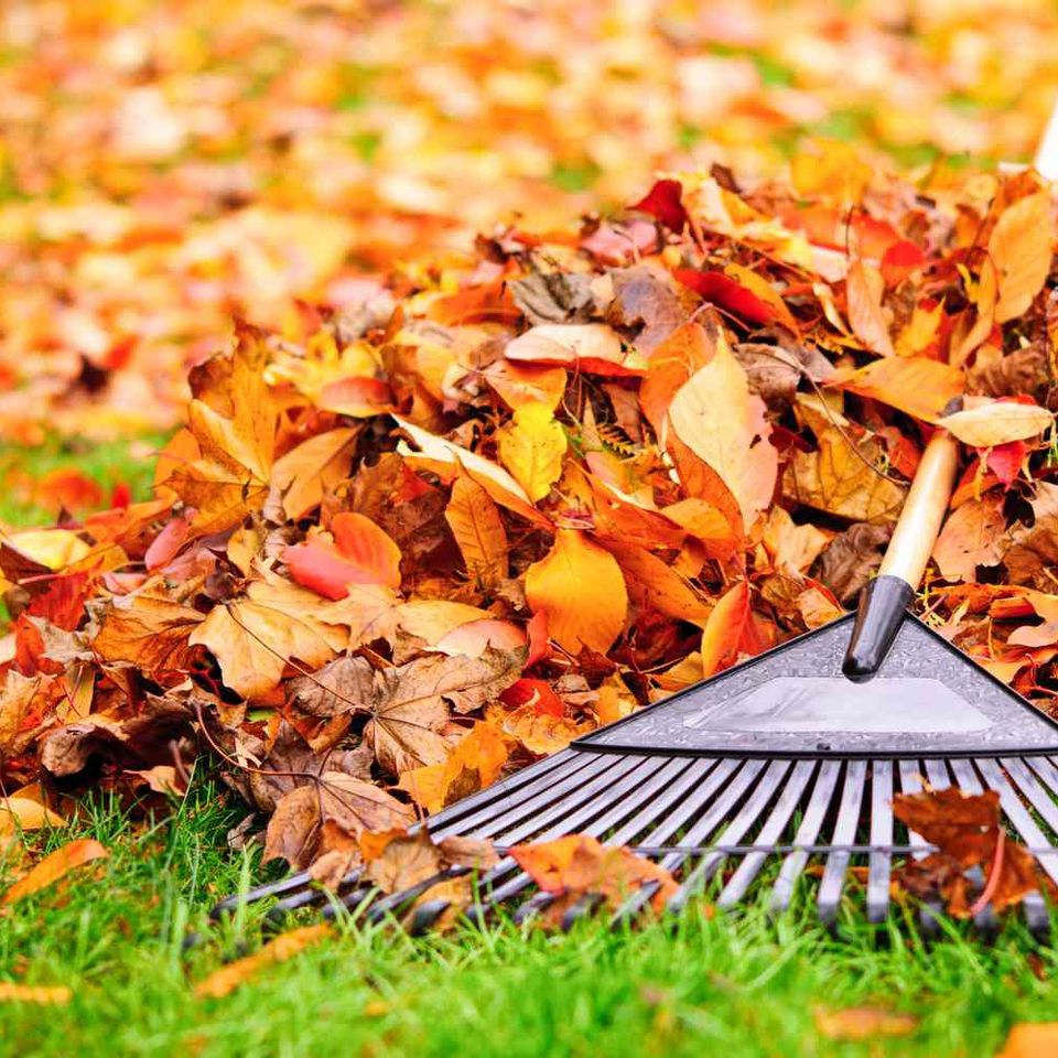 Fall yard cleanup important for lawn garden getty 0923 a52f9e8c61134458b40f5ffef72d3e2b