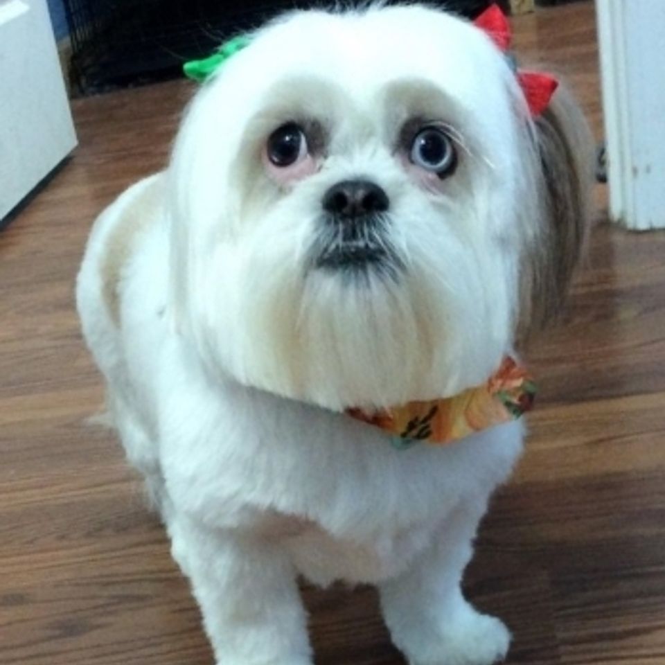 Smpuppy