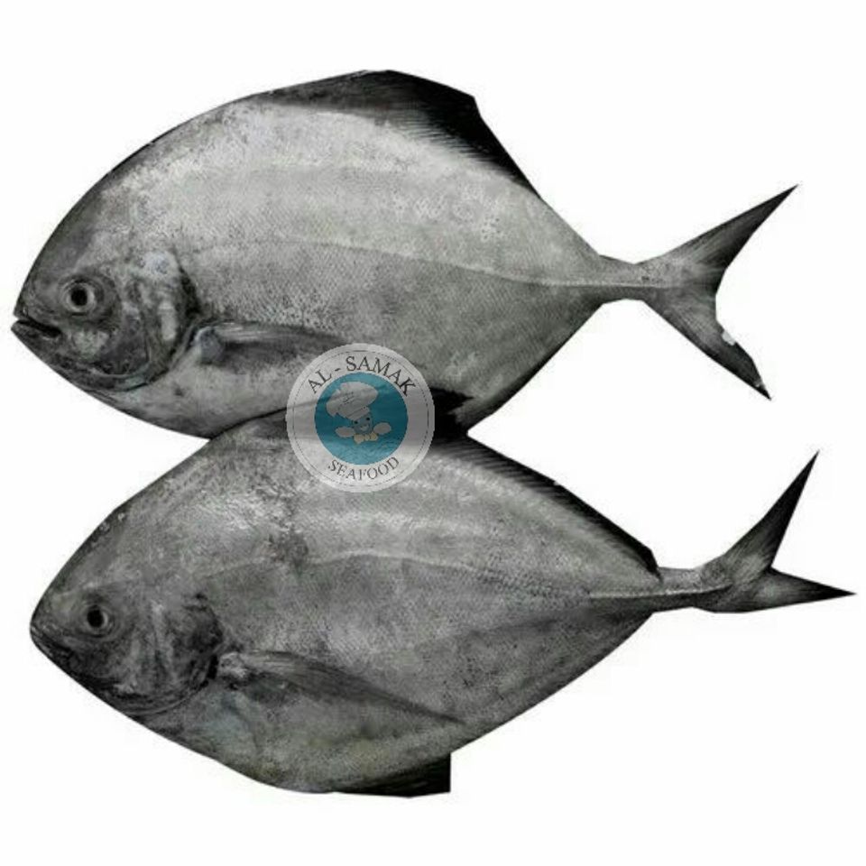 Pp4