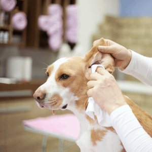 dog ear cleaning near me